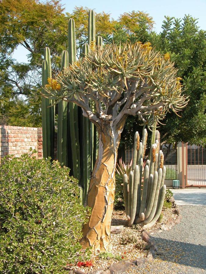 Pane Vivente Garden Cottage Beaufort West Exteriör bild